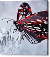 Butterfly Aflame Acrylic Print