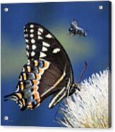 Butterfly And Bee #1068 Acrylic Print