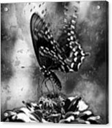 Butterfly And Flower - Black And White Acrylic Print