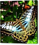 Butterfly Acrylic Print