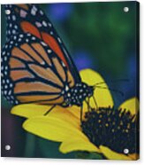 Butterfly Flower Acrylic Print