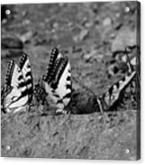 Butterfly Nation Swallowtail Butterflies Black And White Acrylic Print