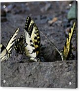 Butterfly Nation Swallowtails Butterflies Acrylic Print
