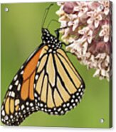 Butterfly On A Pink Flower Acrylic Print