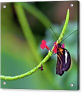 Butterfly On A Stalk Acrylic Print