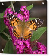 Butterfly On Butterfly Bush Acrylic Print
