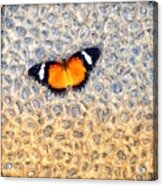 Butterfly On Stone Acrylic Print