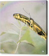 Butterfly Rainbow Acrylic Print