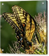 Butterfly Wings Acrylic Print