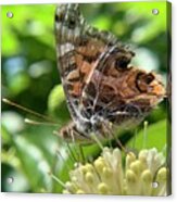 Buttonbush And Butterfly 1 Acrylic Print