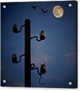 By The Light Of The Moon Acrylic Print