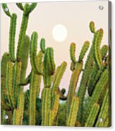 Cacti Cactus Collection - Moon Sunset Acrylic Print