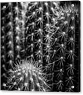 Cacti Acrylic Print