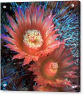 Cactus Flower Infrared Acrylic Print