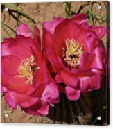 Cactus In Pink Acrylic Print