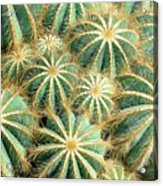 Cactus Nation Acrylic Print