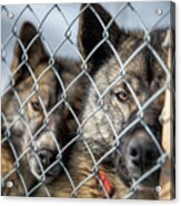 Caged Husky Sled Dogs In Svalbard Acrylic Print