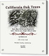 California Oak Tree Species Acrylic Print