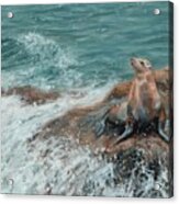 Californian Sea Lion Acrylic Print