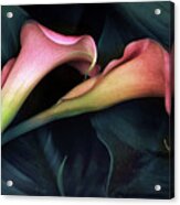 Calla Caress Acrylic Print