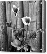 Calla Lilies Black And White Acrylic Print