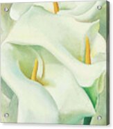 Calla Lilies - Modernist Flower Painting Acrylic Print