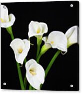 Calla Lillies X 6 Acrylic Print