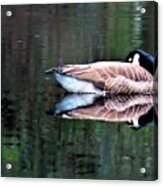 Calm Canada Goose And Reflection Acrylic Print