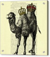 Camel King With Crowns Acrylic Print