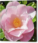 Camellia In Sunlight Acrylic Print