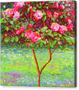Camellia Passion Acrylic Print