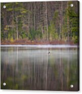 Canada Goose On A Misty Swift River Morning Acrylic Print