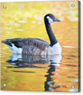 Canada Goose Sunset Lake Acrylic Print