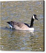 Canada Goose Swimming Acrylic Print