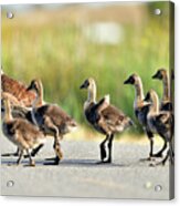 Canada Goose With Gosling Acrylic Print