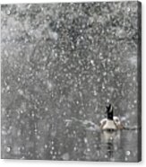 Canadian Goose In Snow 1 Acrylic Print