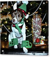 Canine Elf Costume Acrylic Print