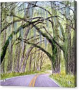 Canopy Of Live Oak Trees Miccosukee Road Tallahassee Fl Acrylic Print