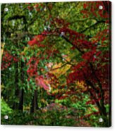 Canopy Of Maple Trees In Autumn Acrylic Print