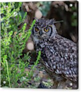 Cape Eagle Owl Acrylic Print