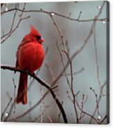 Cardinal After Rain Acrylic Print