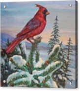 Cardinal Bird Acrylic Print