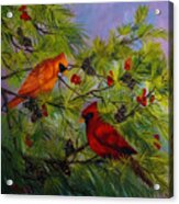 Cardinal Mates In A Pine Tree Acrylic Print