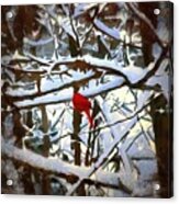 Cardinal In The Snowy Trees Acrylic Print