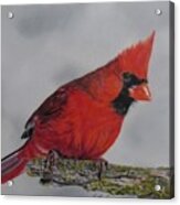 Cardinal Acrylic Print