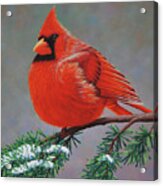 Cardinal No.3 Acrylic Print