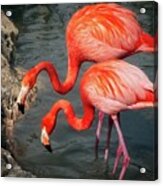 Caribbean Flamingos Acrylic Print