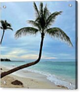 Caribbean Palm Acrylic Print