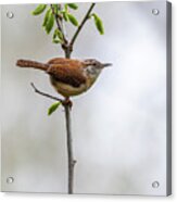 Carolina Wren Acrylic Print