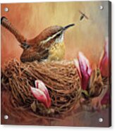 Carolina Wren Acrylic Print